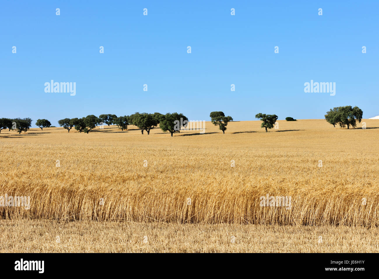 Champ de blé en Alentejo. Portugal Banque D'Images