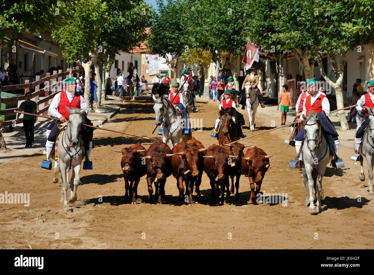 Exécution de taureaux sauvages traditionnelles par les 'campinos'. Samora Correia, Ribatejo. Portugal Banque D'Images