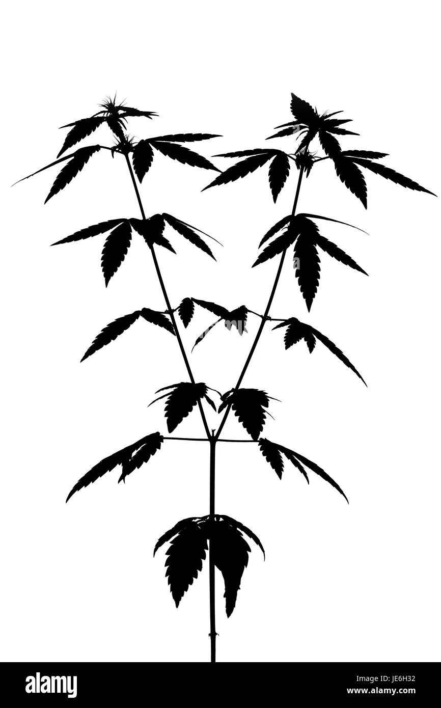 Silhouette d'une femme plante de marijuana sur fond blanc Banque D'Images