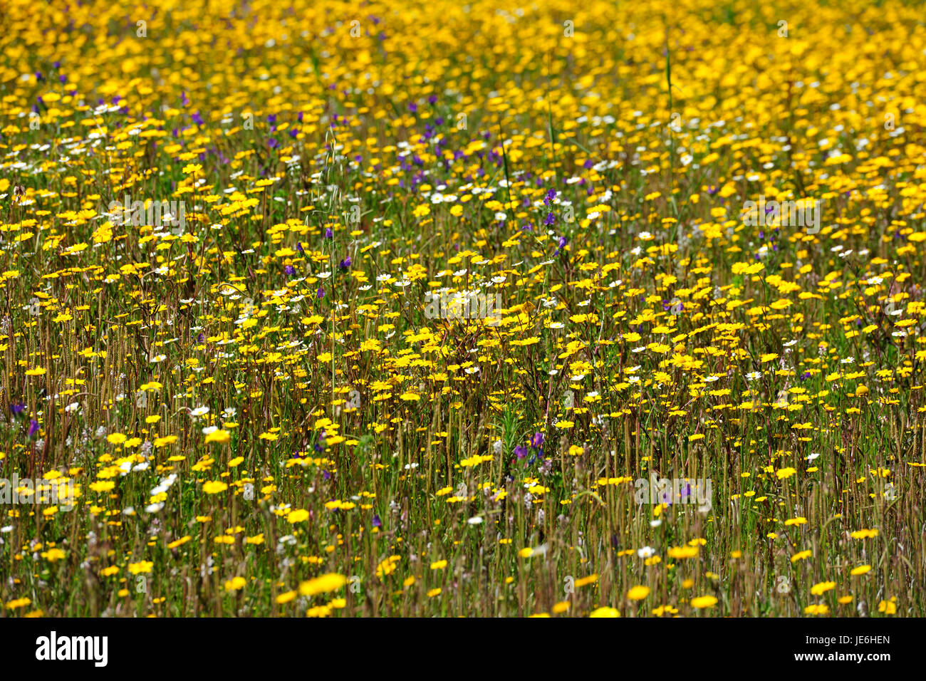 Printemps dans le Sud-Ouest Alentejano et Costa Vicentina Nature Park. Algarve, Portugal Banque D'Images