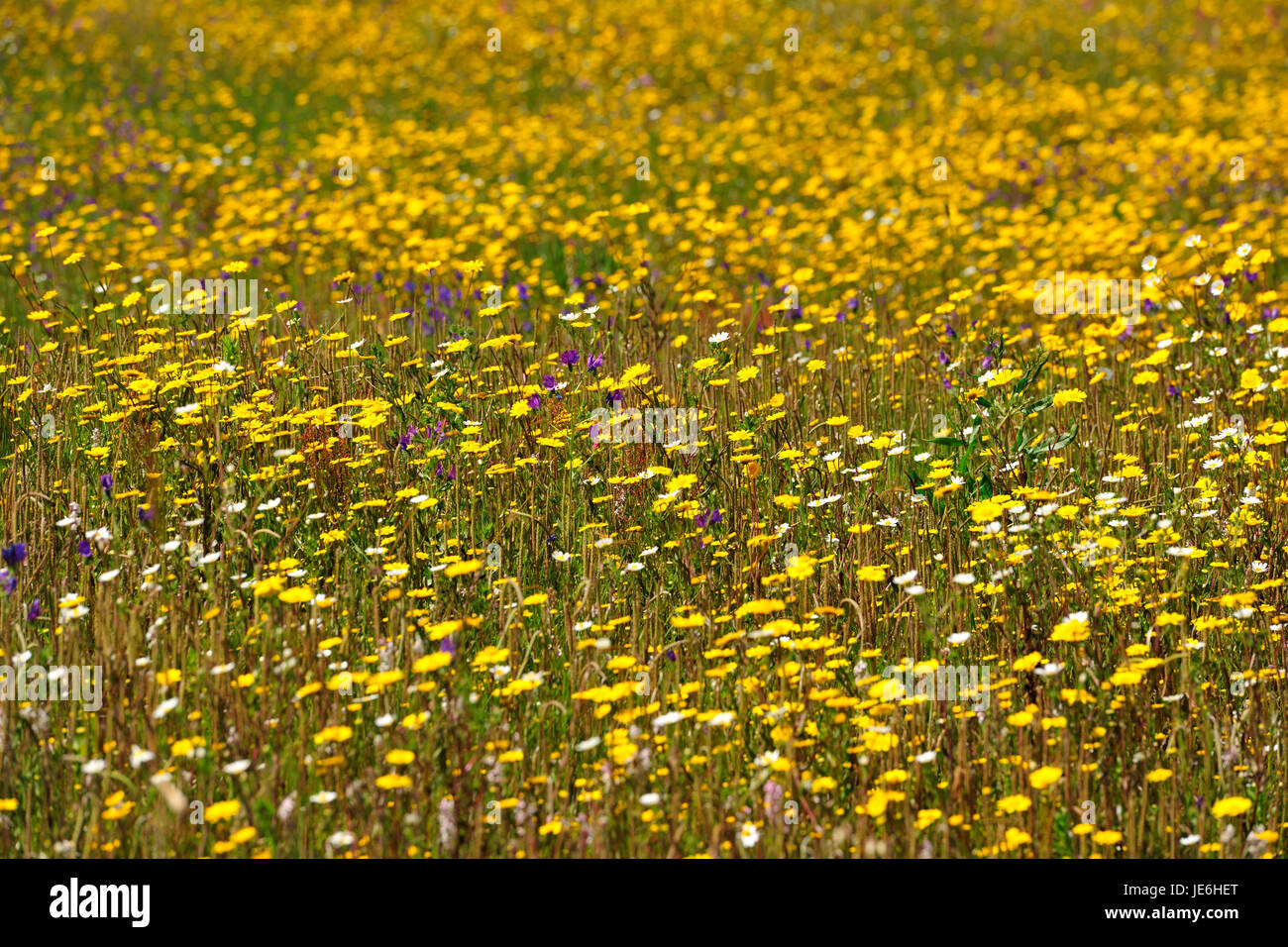 Printemps dans le Sud-Ouest Alentejano et Costa Vicentina Nature Park. Algarve, Portugal Banque D'Images