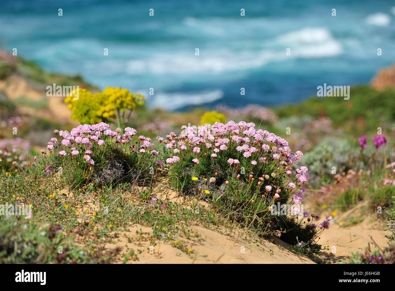 Armeria pungens Blossom. Bordeira, Algarve. Du Sud-Ouest Alentejano et Costa Vicentina Nature Park, la plus sauvage de la côte atlantique en Europe. Portugal Banque D'Images