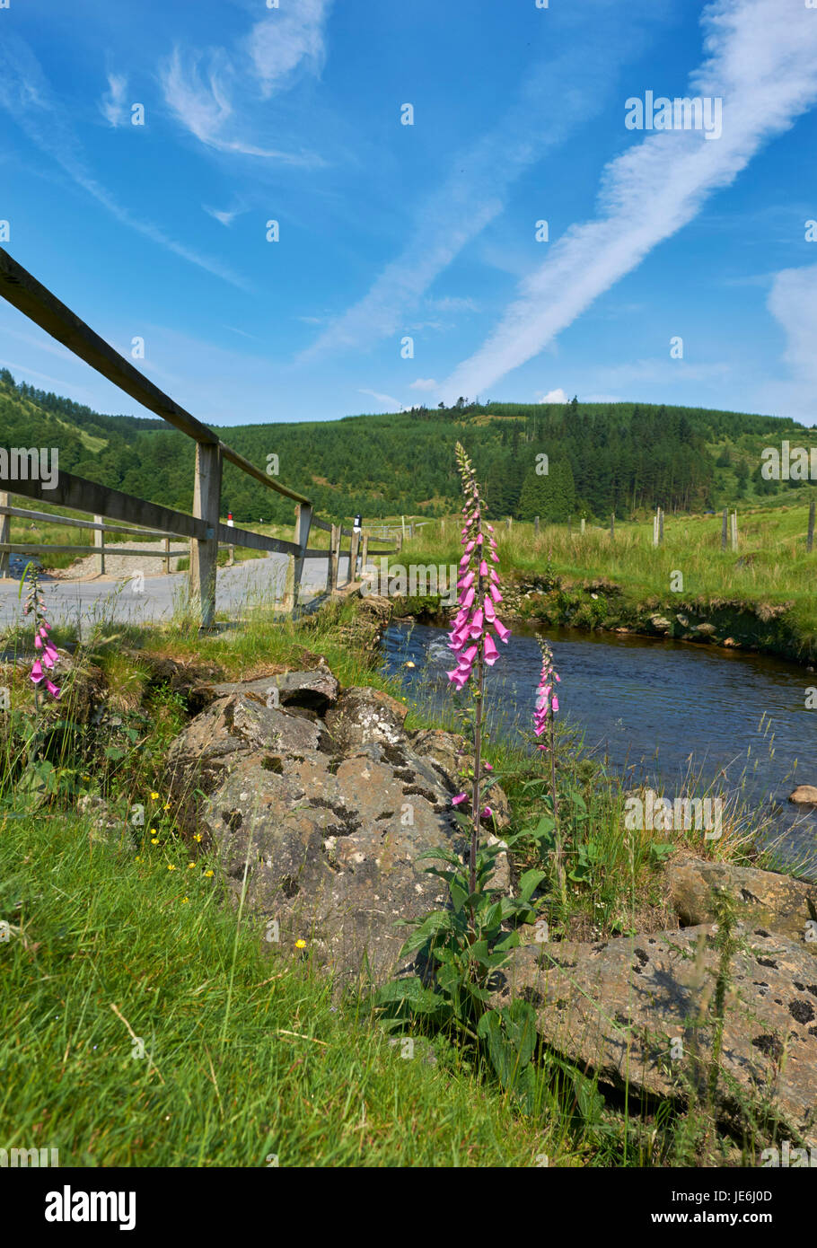 De plus en plus par l'Afon digitales Irfon au nord de Abergwesyn. Powys, Pays de Galles. Banque D'Images