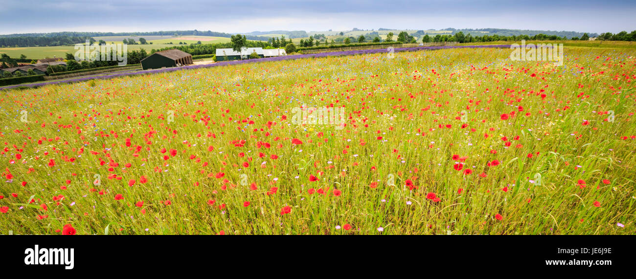 Une prairie à fleurs sauvages dans les Cotswolds, en Angleterre Banque D'Images