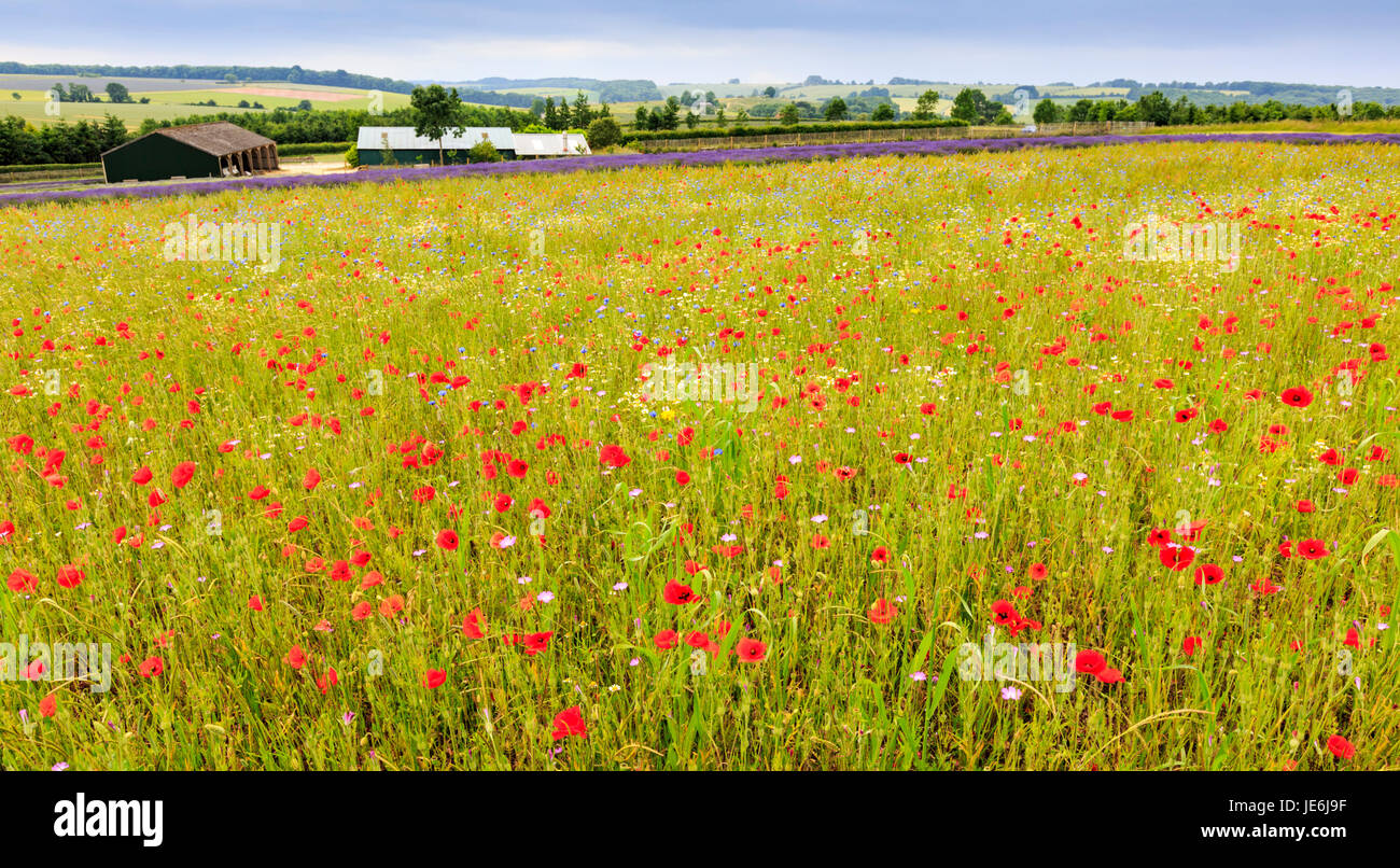 Une prairie à fleurs sauvages dans les Cotswolds, en Angleterre Banque D'Images