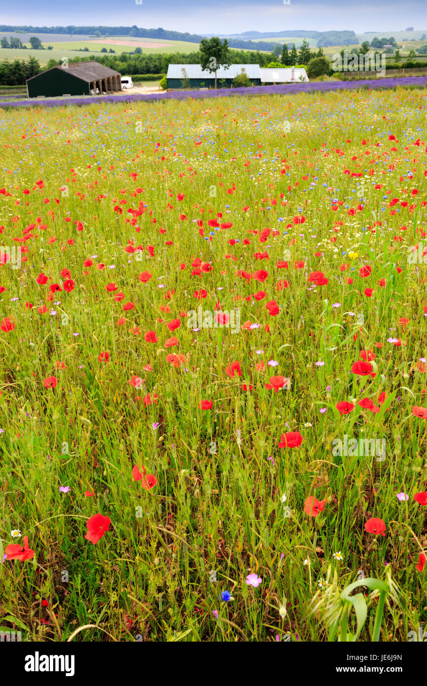 Une prairie à fleurs sauvages dans les Cotswolds, en Angleterre Banque D'Images