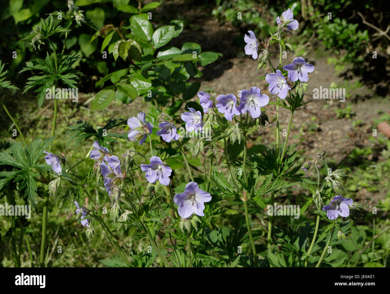 Fleur Rozanne Fleur de geranium rozanne Banque de photographies et d’images à haute ...