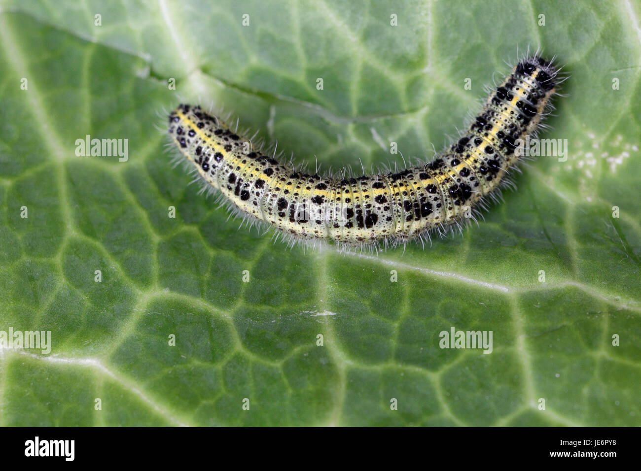 Grand papillon blanc, larves de Caterpillar Banque D'Images