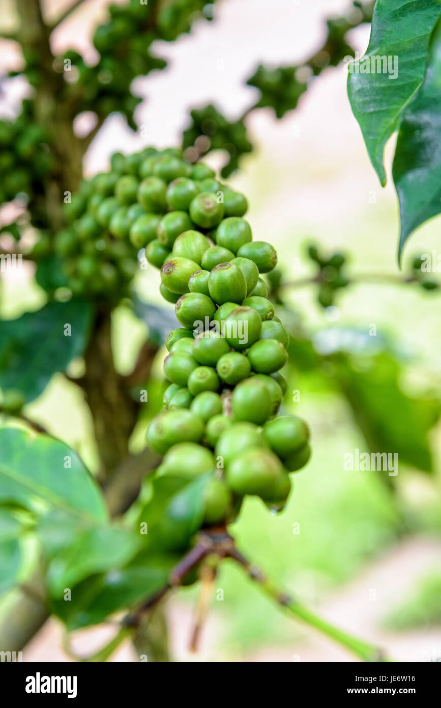 La ligne du groupe fruits verts de café berry sur un arbre et gouttes d'eau après la pluie Banque D'Images