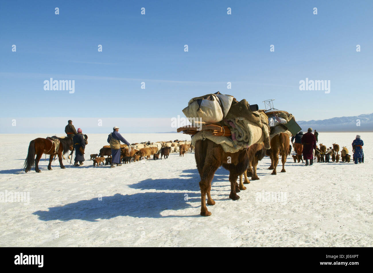 La Mongolie, province Khovd, NOMAD, troupeau de bovins, chameaux, randonnée pédestre, steppe, hiver, Banque D'Images