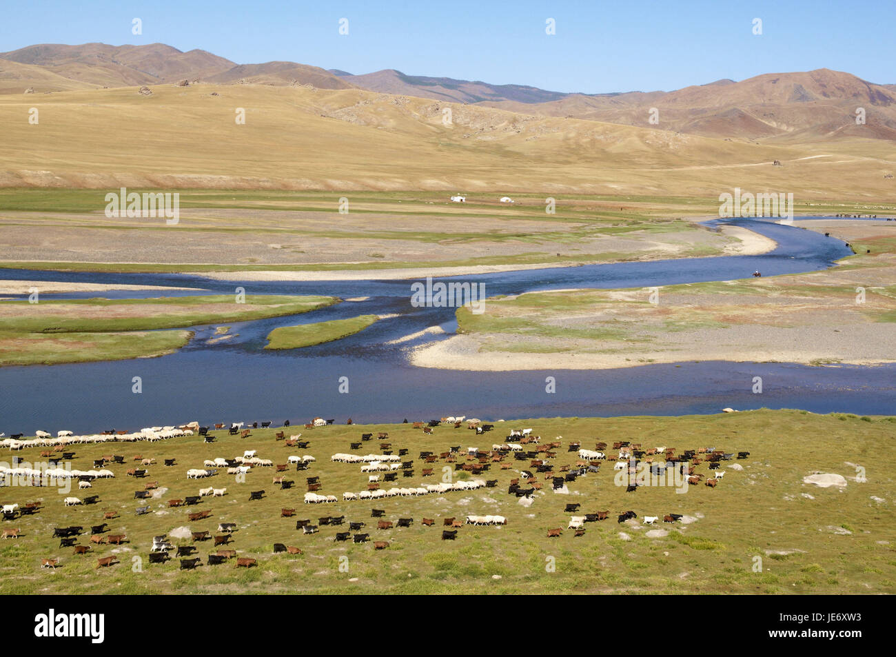 La Mongolie, l'Asie centrale, province historique Övörkhangaï, vallée de l'Orkhon, patrimoine mondial de l'Orkhon, flux, troupeau de moutons, pâturage, Banque D'Images