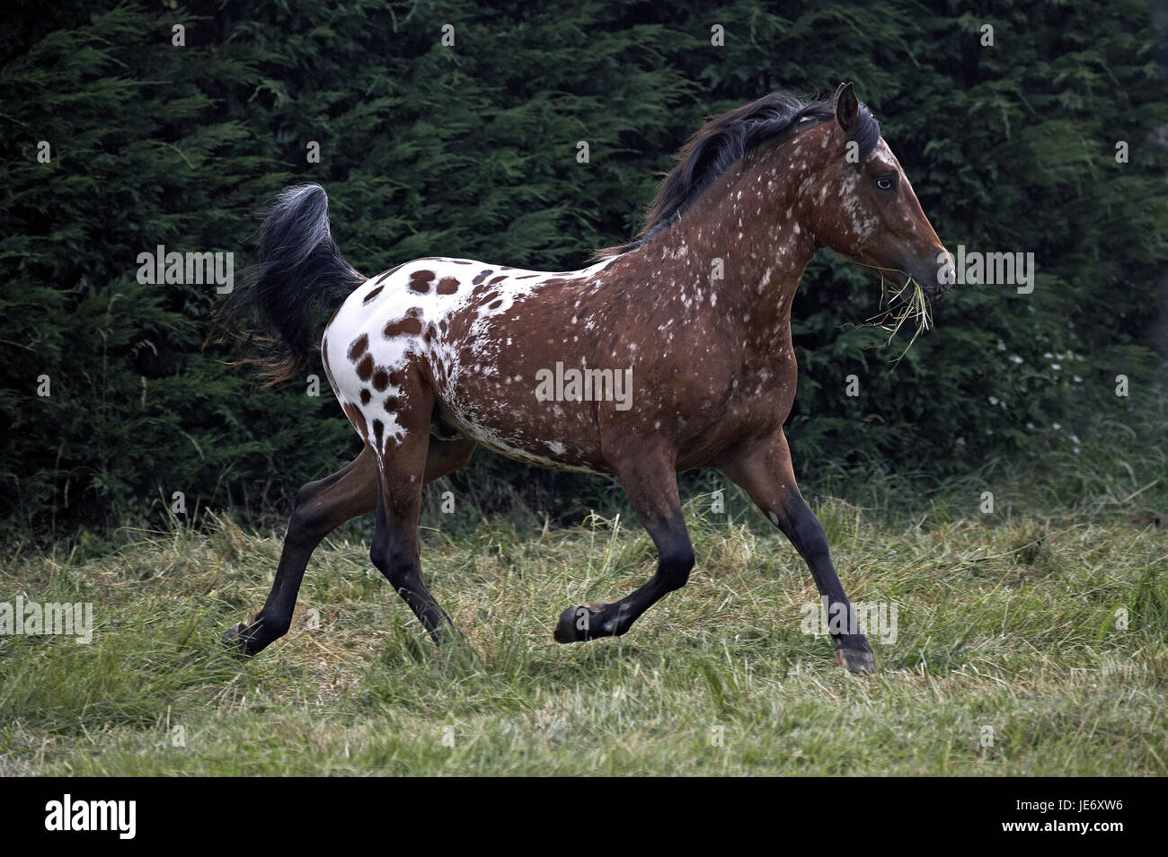 Appaloosa, cheval, horse race, de l'animal adulte, stand, pâturage, l'herbe, de la bouche, Banque D'Images