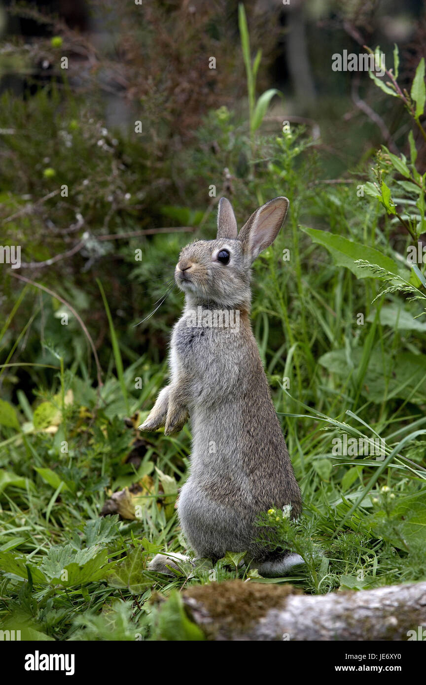 Lapins de garenne, Oryctolagus cuniculus, jeune animal, Normandie, Banque D'Images