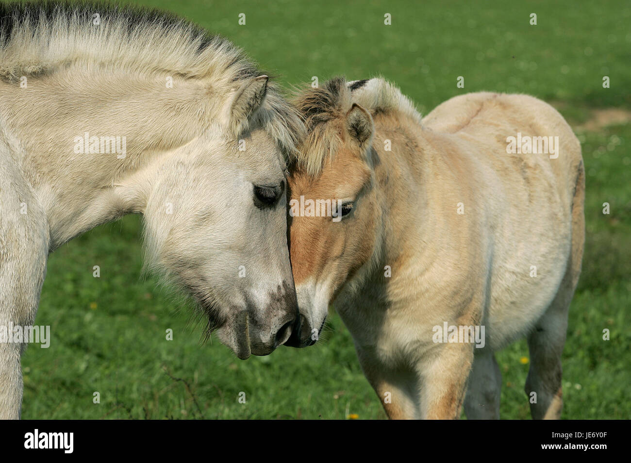 Norwegian fjord horse, jument, Poulain, Banque D'Images