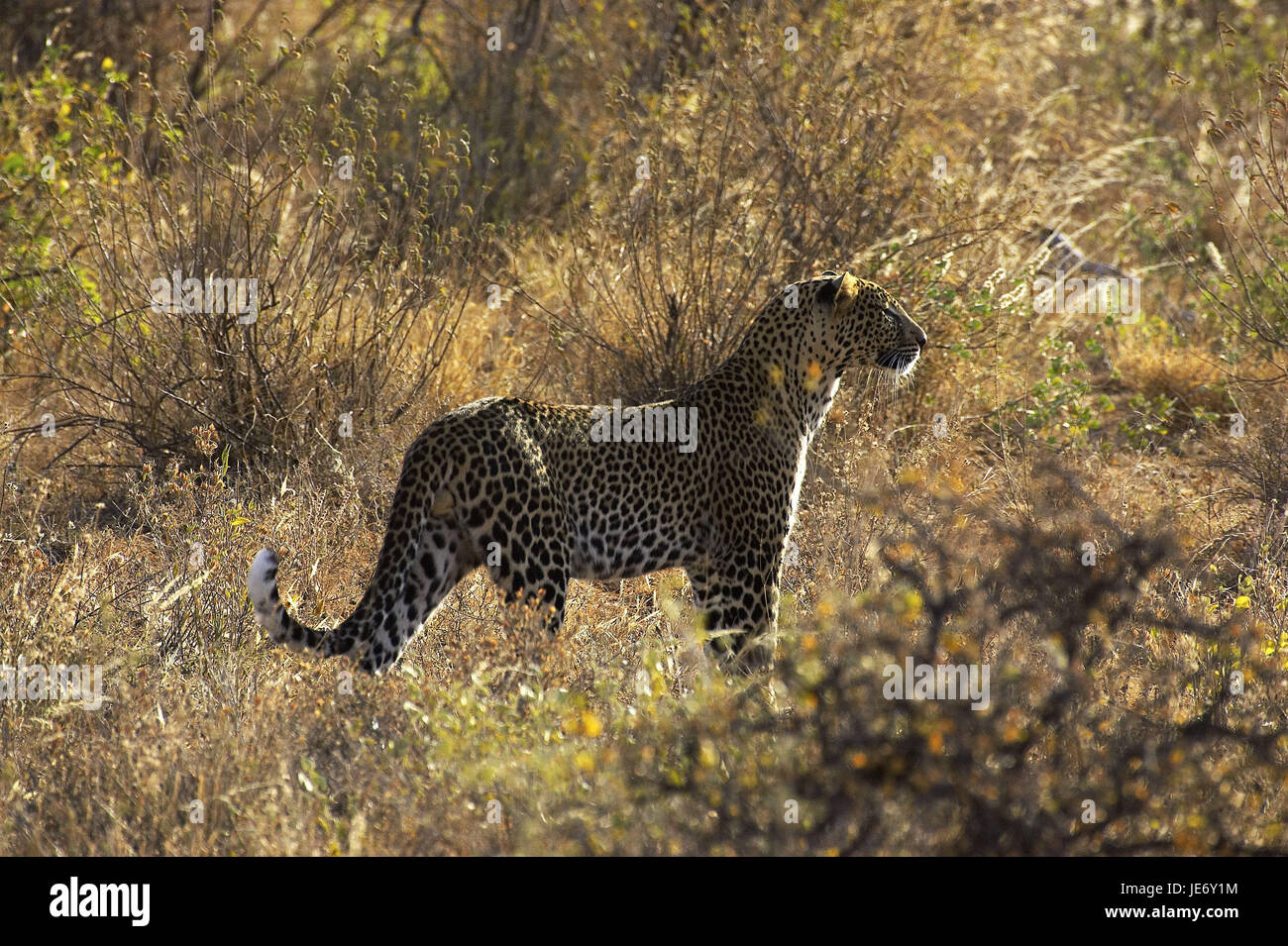 Léopard, Panthera pardus, animal adulte, savane, parc de Masai Mara, Kenya, Banque D'Images