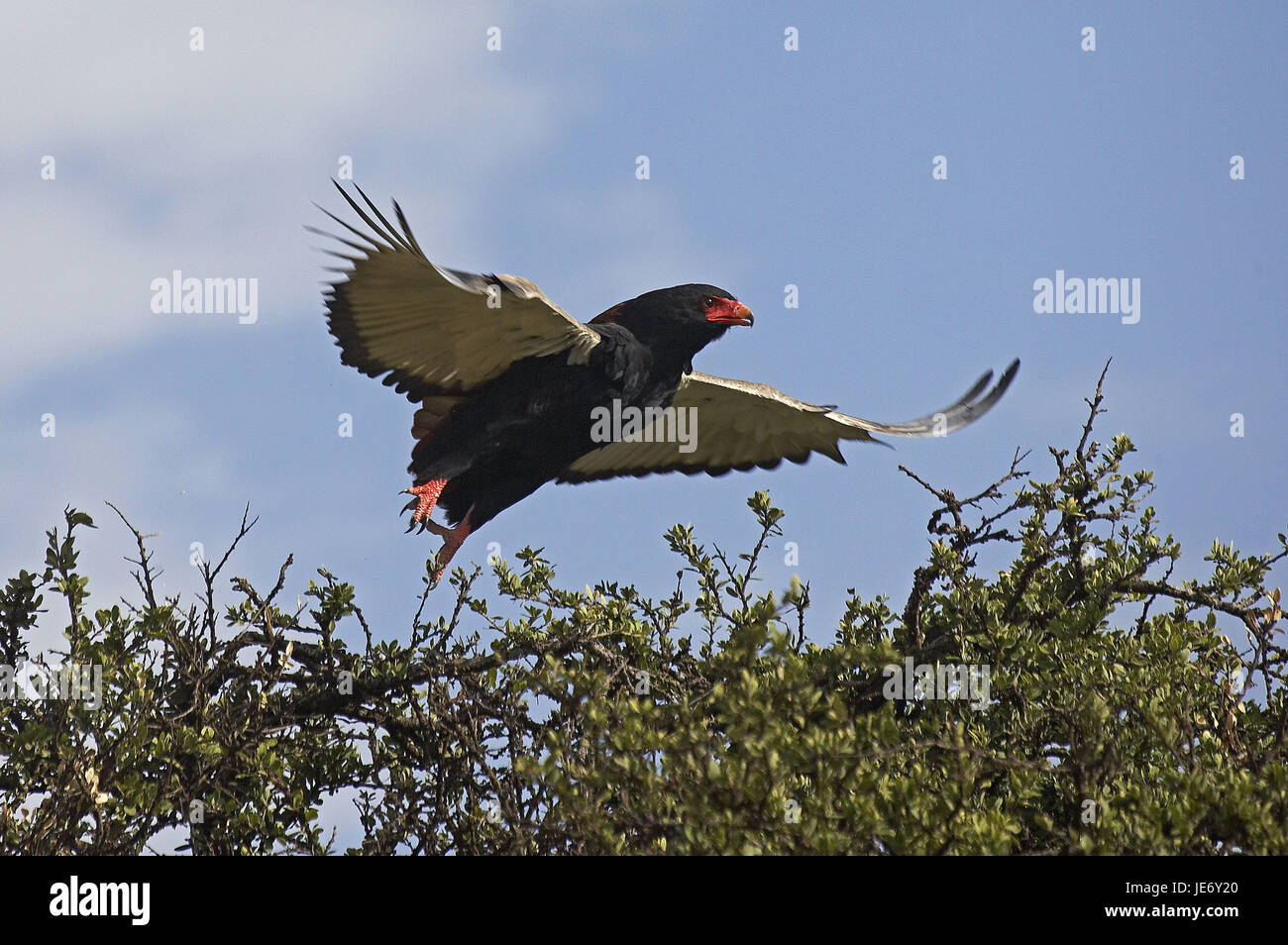 L'aigle bateleur, Terathopius ecaudatus, animal adulte, vol, décoller, parc de Masai Mara, Kenya, Banque D'Images