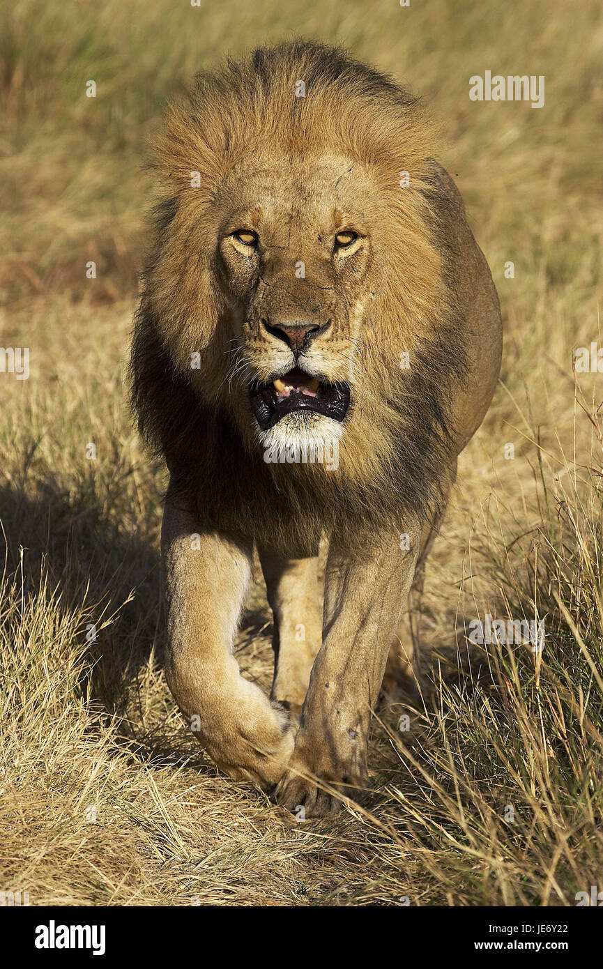 L'African Lion, Panthera leo, peu d'hommes, de l'herbe sèche, parc de Masai Mara, Kenya, Banque D'Images
