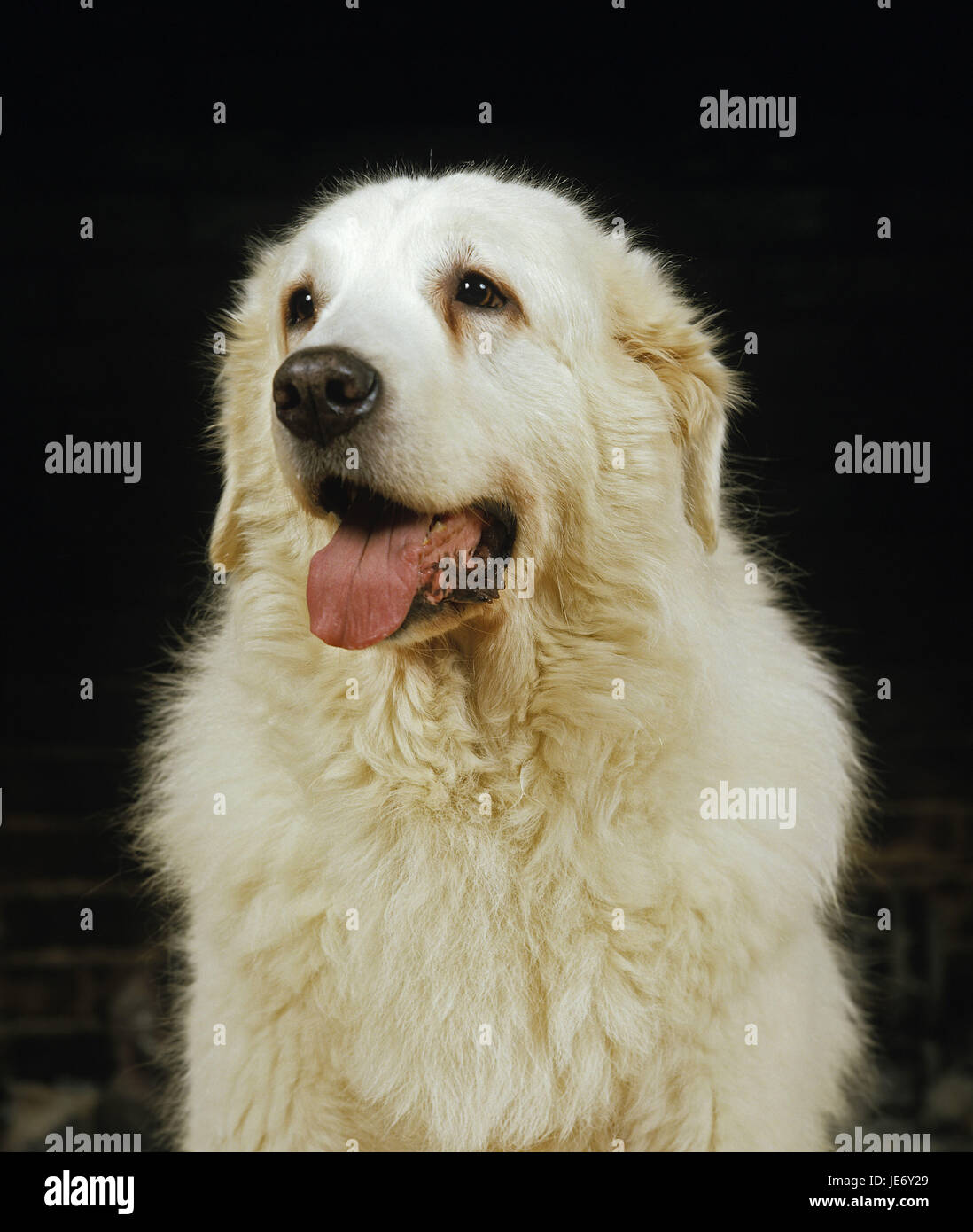 De la Polish Tatra sheepdog, Tatras chien ou montagnes Tatra-chien de berger, l'animal adulte, portrait, fond noir, Banque D'Images