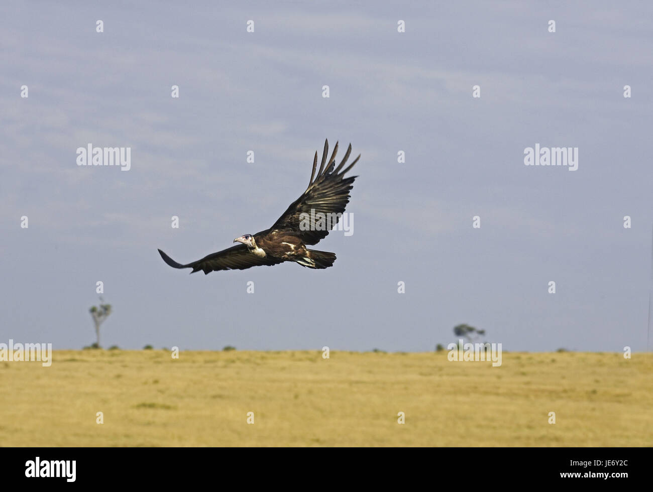 Vulture Necrosyrtes monachus, Pac, animal adulte, vol, parc de Masai Mara, Kenya, Banque D'Images