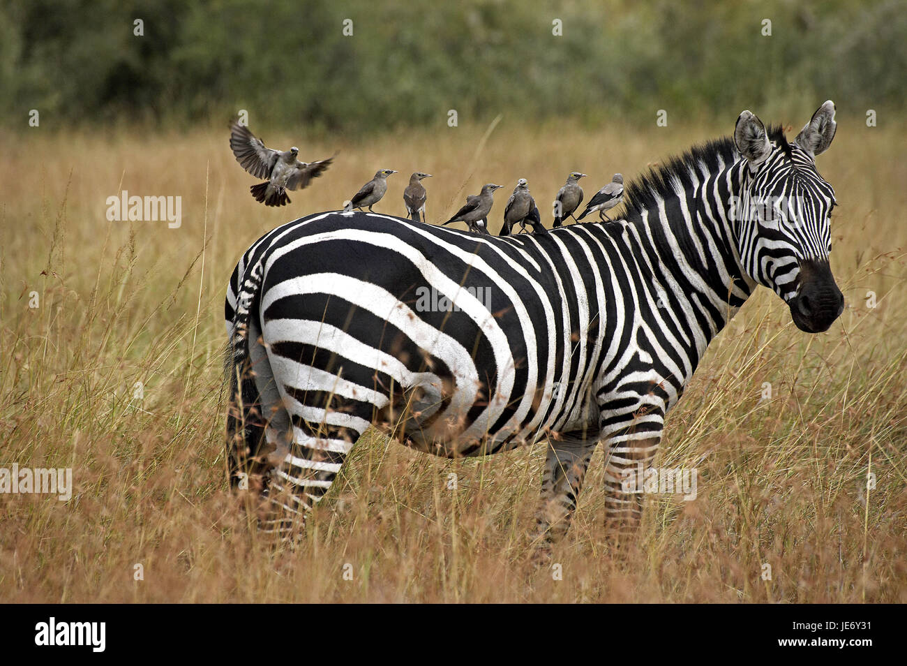 Zebra steppe, le zèbre de Burchell ou cheval, Equus burchelli zèbres, des animaux adultes, glaucome, tissu Creatophora cinerea, dos, parc de Masai Mara, Kenya, Banque D'Images