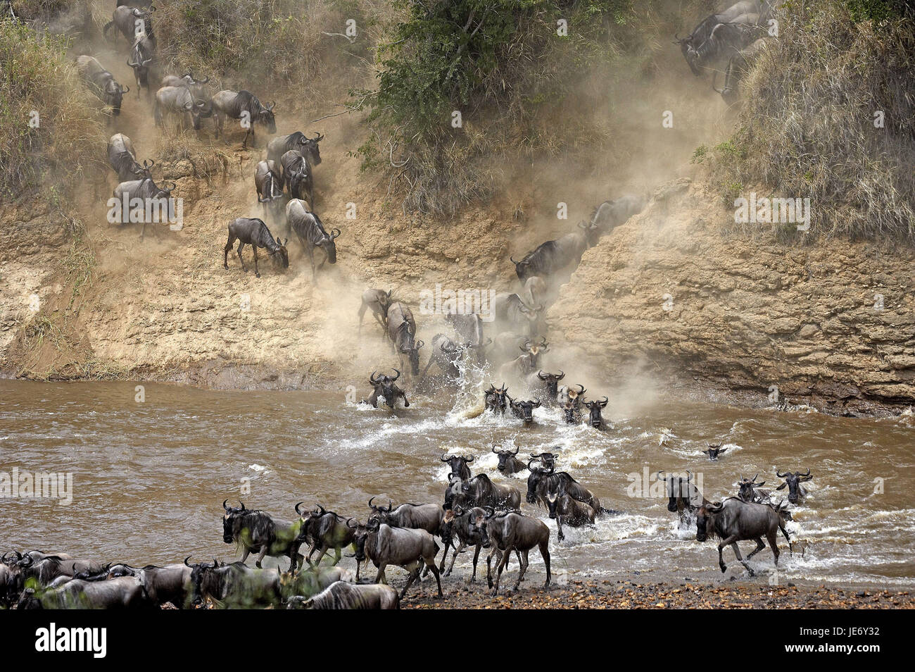 Film gnu, Connochaetes taurinus, se concentre, s'éloigner, croix, rivière Mara, le parc Masai Mara, Kenya, Banque D'Images