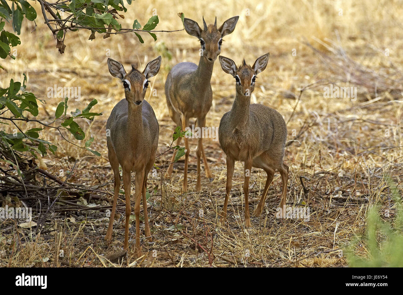 Ou Kirk-Dikdik Dikdiks Madoqua kirkii, adulte, animal, stand, de l'herbe sèche, parc de Masai Mara, Kenya, Banque D'Images