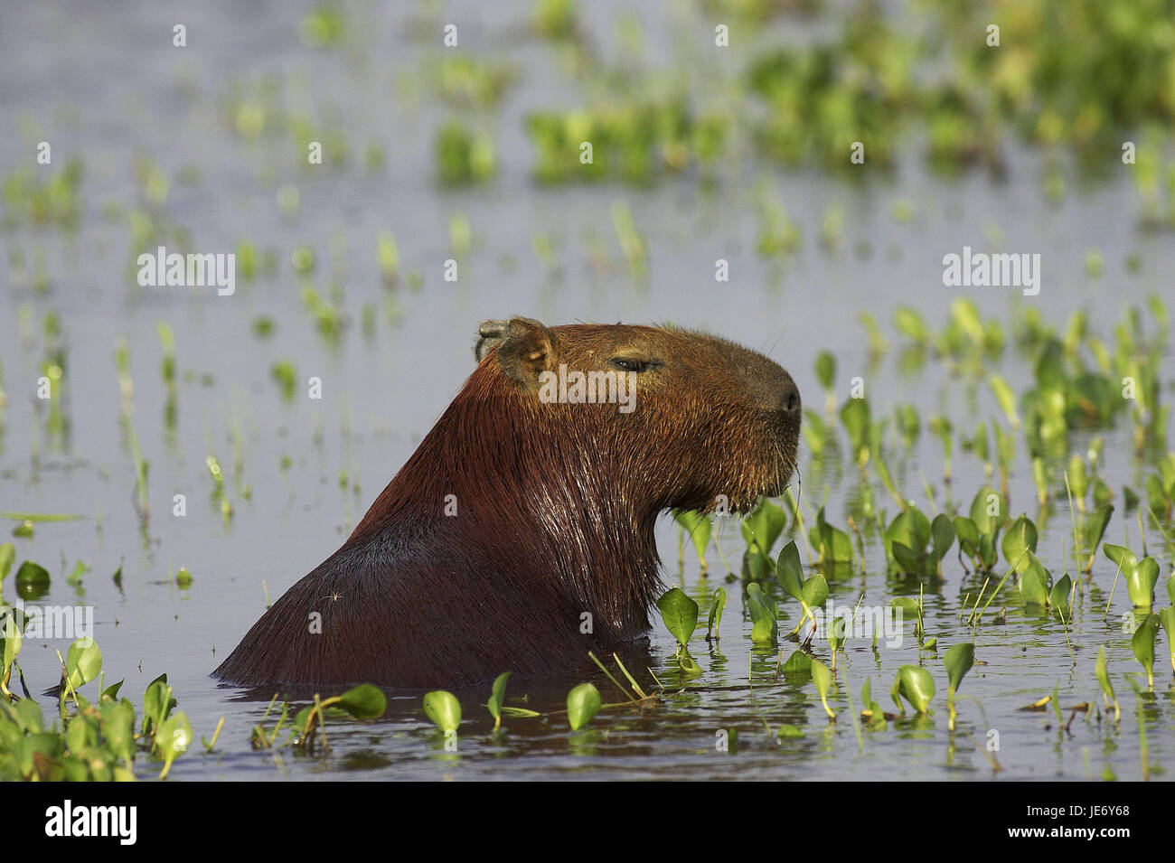 Capybara ou eau cochon, Hydrochoerus hydrochaeris, le monde plus grand rongeur, animal adulte, stand, marsh, batch Lianos, Venezuela, Banque D'Images