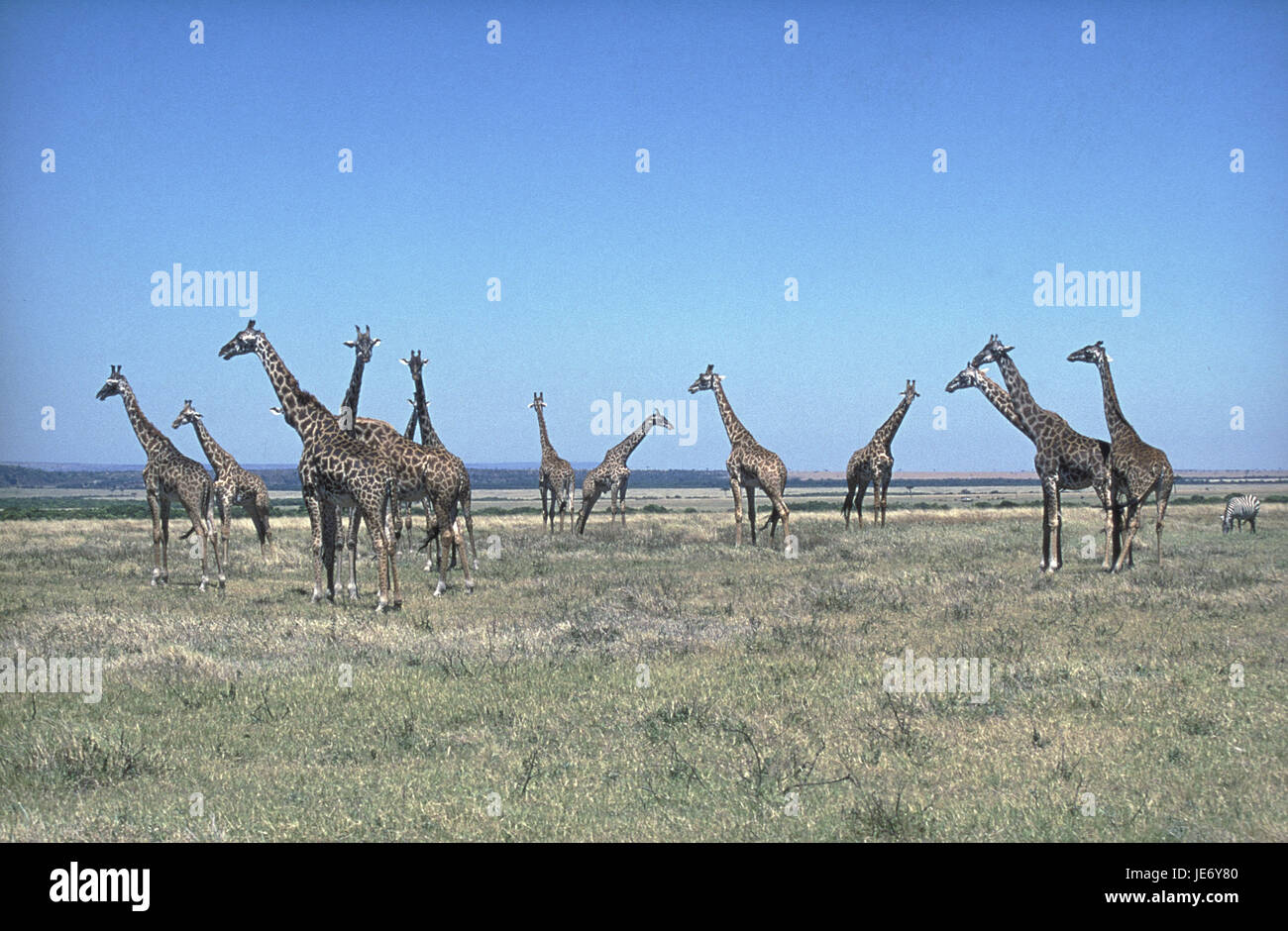 Massaigiraffe, Giraffa camelopardalis tippelskirchi, groupe, savane, parc de Masai Mara, Kenya, Banque D'Images