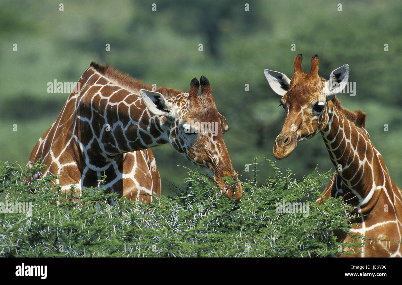 La girafe, le réseau Giraffa camelopardalis reticulata, couple, manger, acacia, Samburu, Kenya, parc Banque D'Images