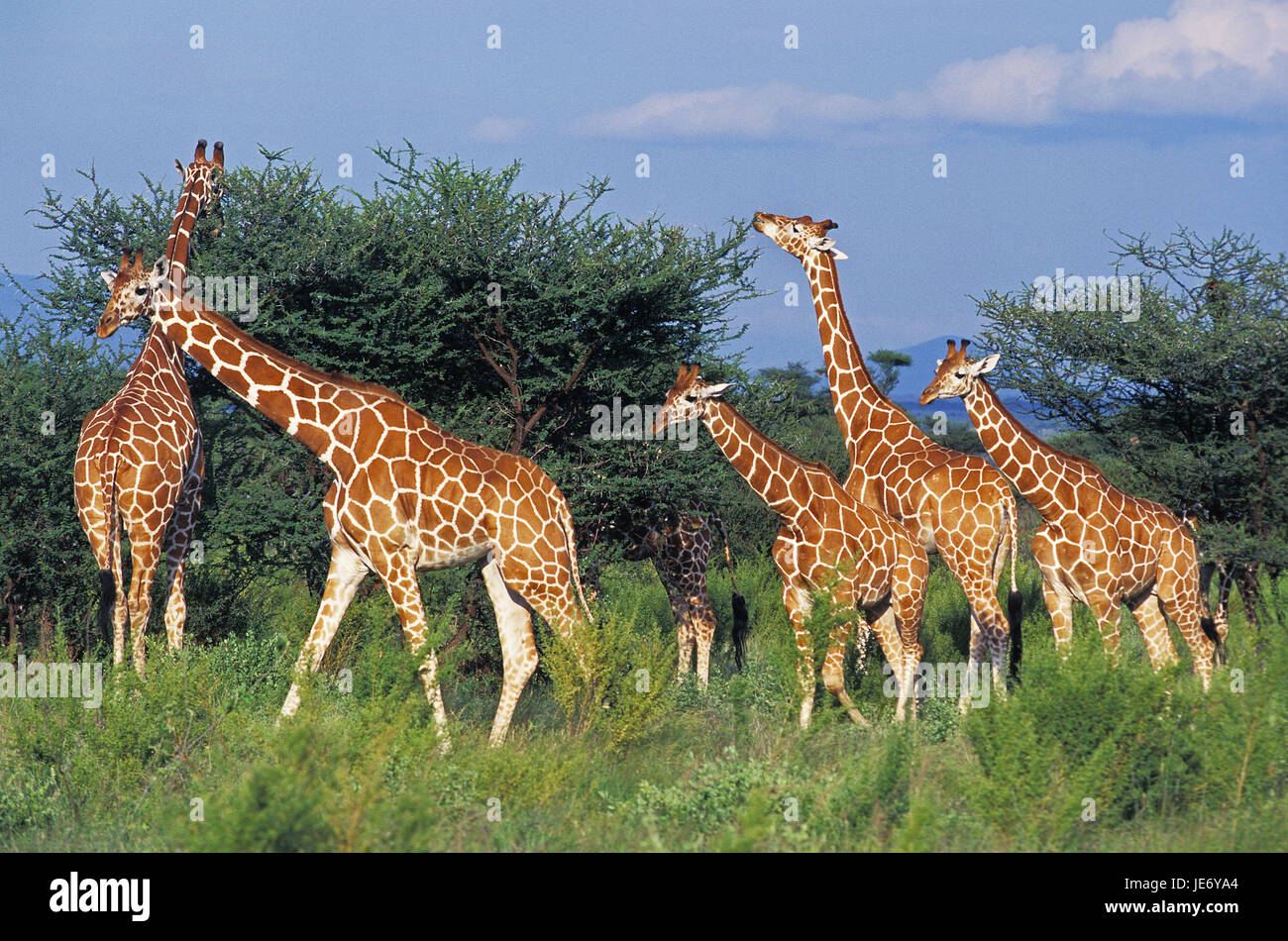 La girafe, le réseau Giraffa camelopardalis reticulata, groupe, manger, acacia, Samburu, Kenya, parc Banque D'Images
