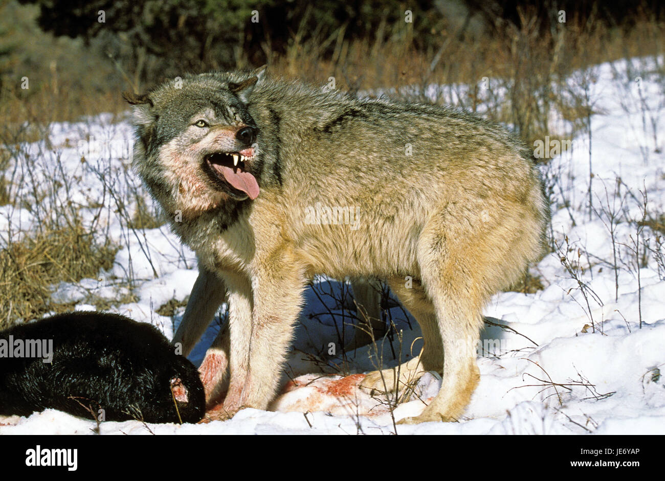 Loup du Mackenzie, Canis lupus occidentalis, aussi le loup, animal adulte, urticaire, Canada, Banque D'Images
