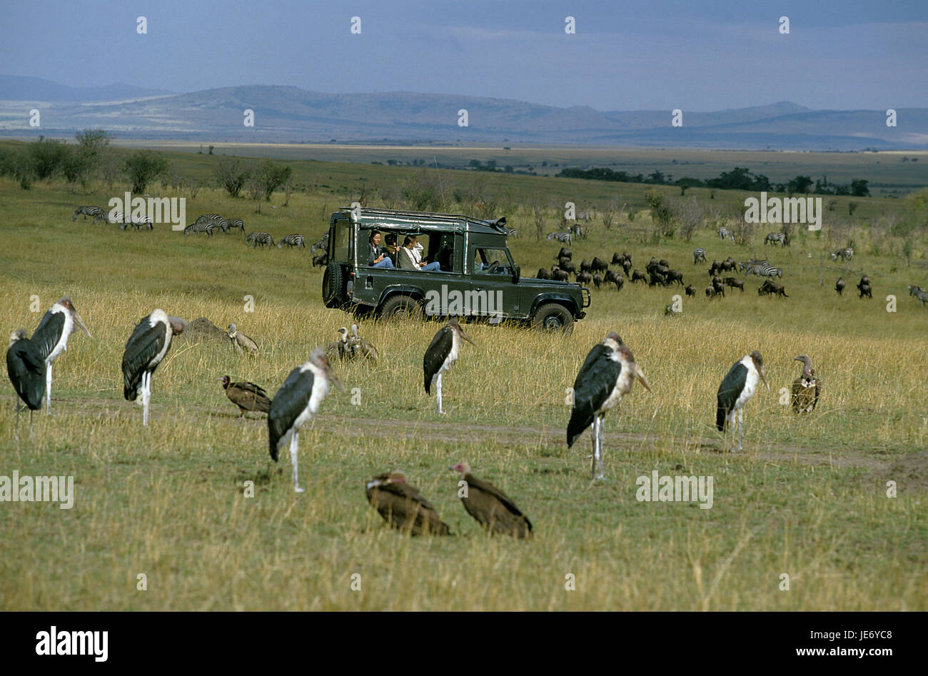 Les touristes, toutes les roues du véhicule, observer, marabouts, parc de Masai Mara, Kenya, Banque D'Images