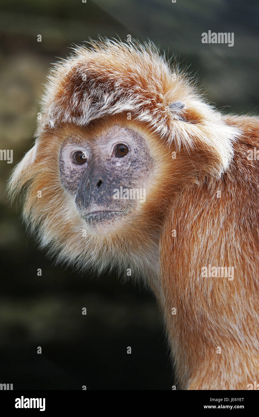 Haubenlangur Trachypithecus auratus, noire, femmes, portrait, Banque D'Images