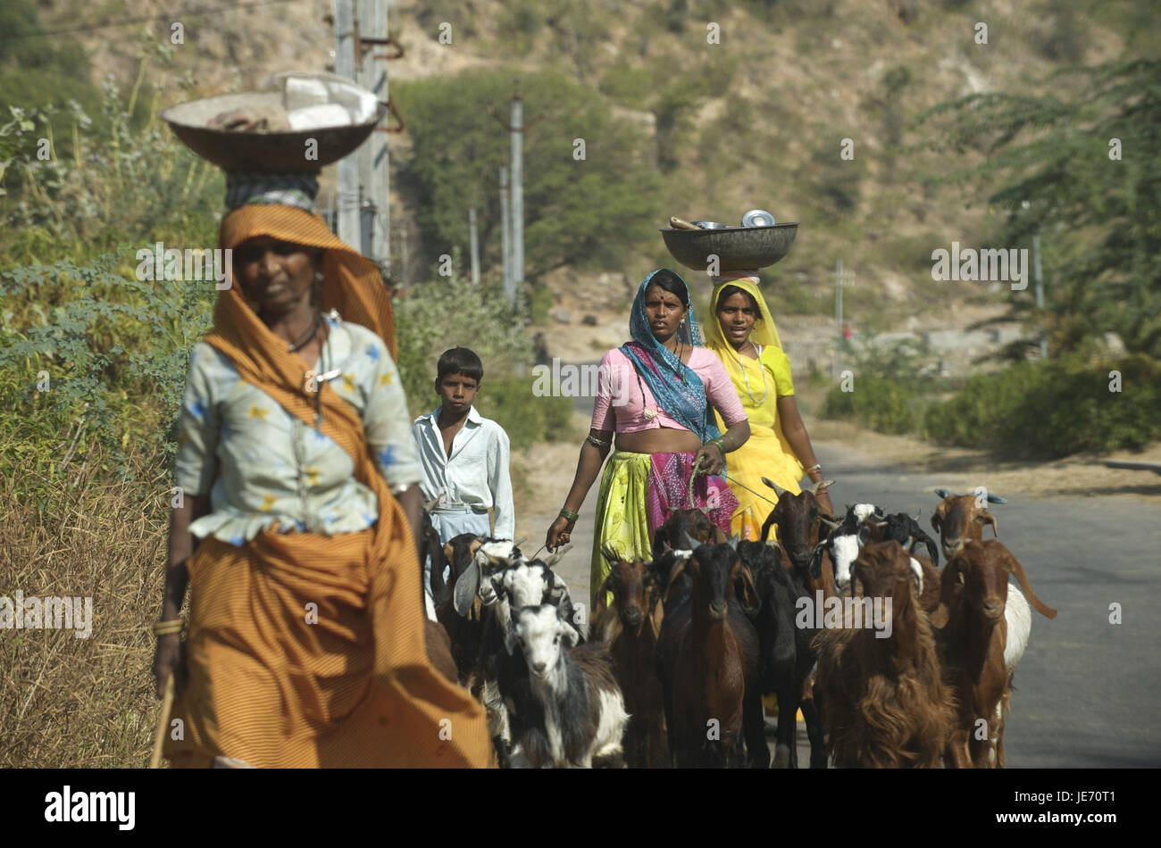 L'Inde, du Rajasthan, des femmes avec des chèvres sur la rue sur le chemin, Banque D'Images