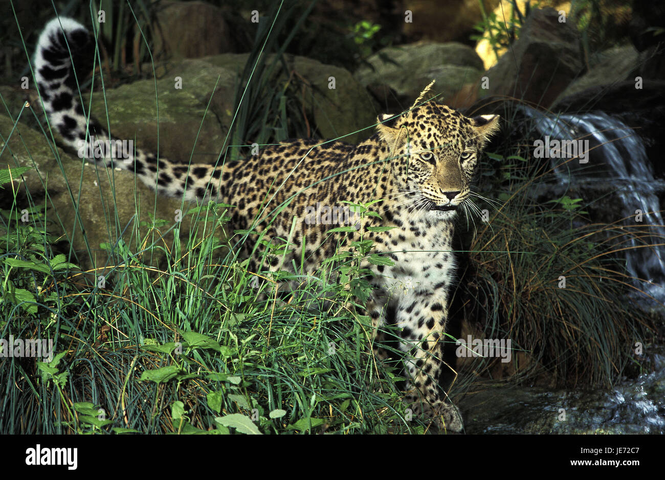 Persian léopard, Panthera pardus saxicolor, animal adulte, Banque D'Images