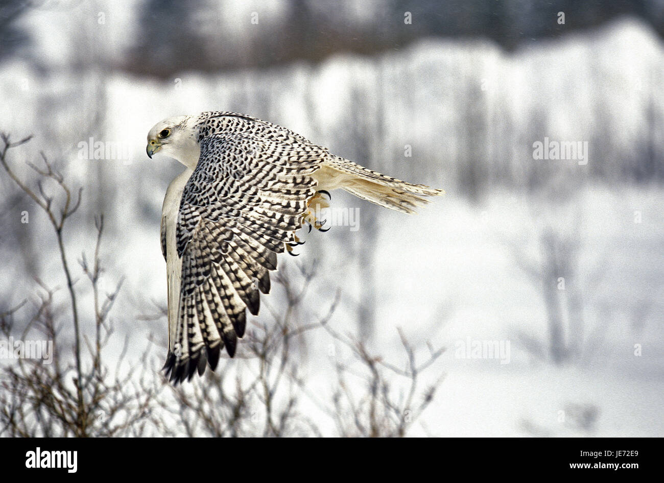 Gerfalke, Falco rusticolus, animal adulte, dans le vol, Canada, Banque D'Images