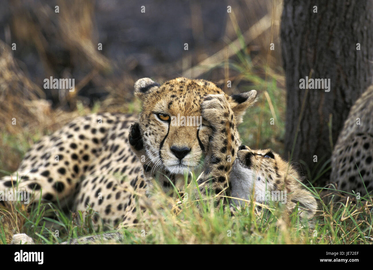 Le guépard, Acinonyx jubatus, femmes, jouer, jeune animal, parc de Masai Mara, Kenya, Banque D'Images