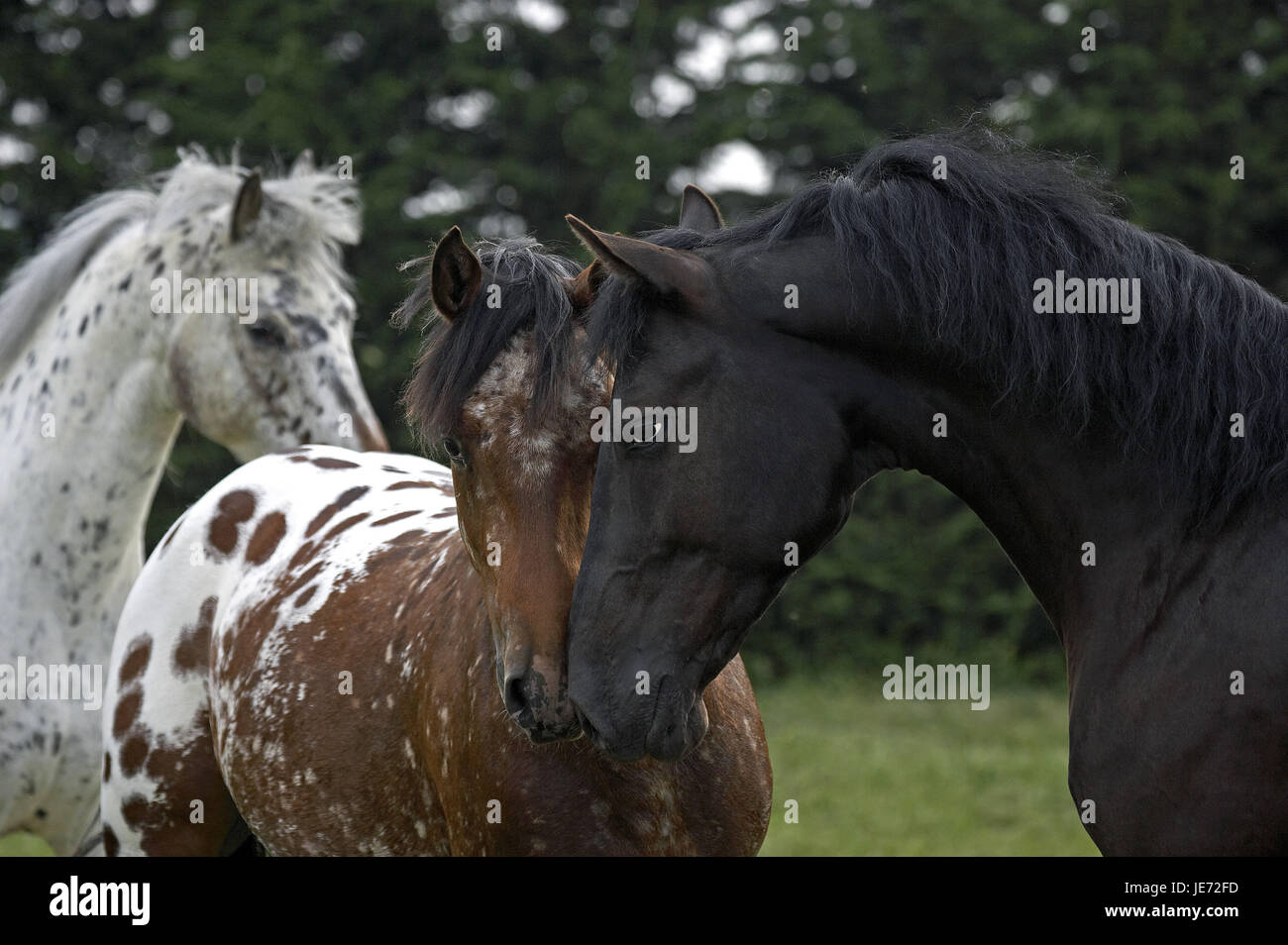 Appaloosa, cheval, cheval de race, les animaux adultes, l'odeur, Banque D'Images