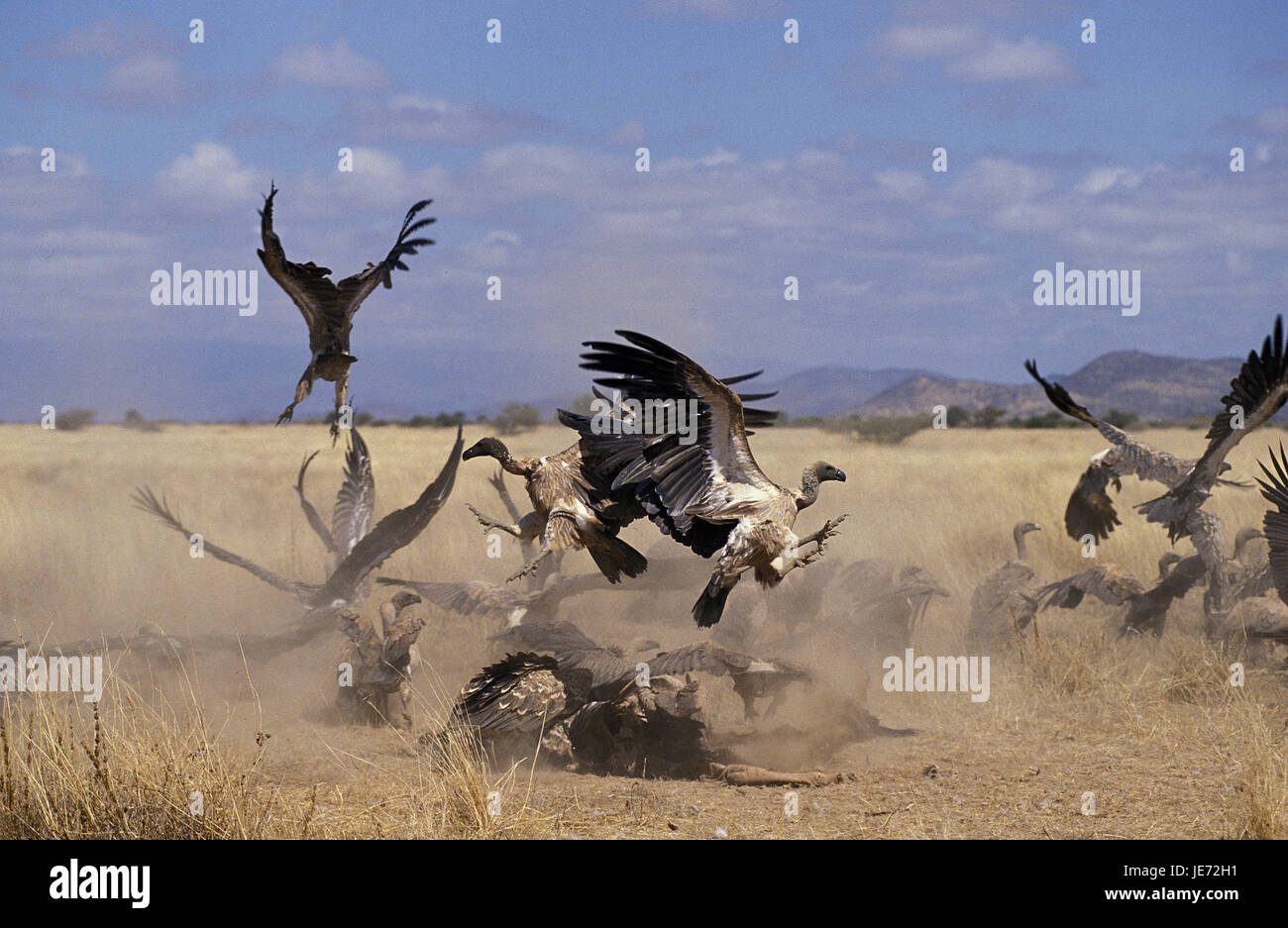 Dos blanc, vautours Gyps africanus, groupe, lutte, cadavre d'animaux, le parc Masai Mara, Kenya, Banque D'Images