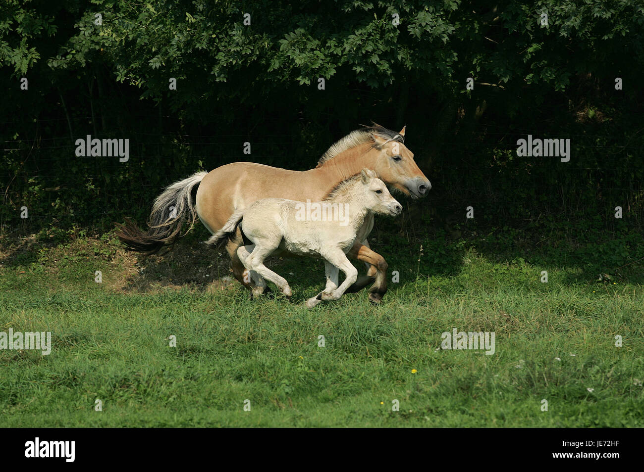 Norwegian fjord horse, jument, Poulain, galop, pâturage, Banque D'Images