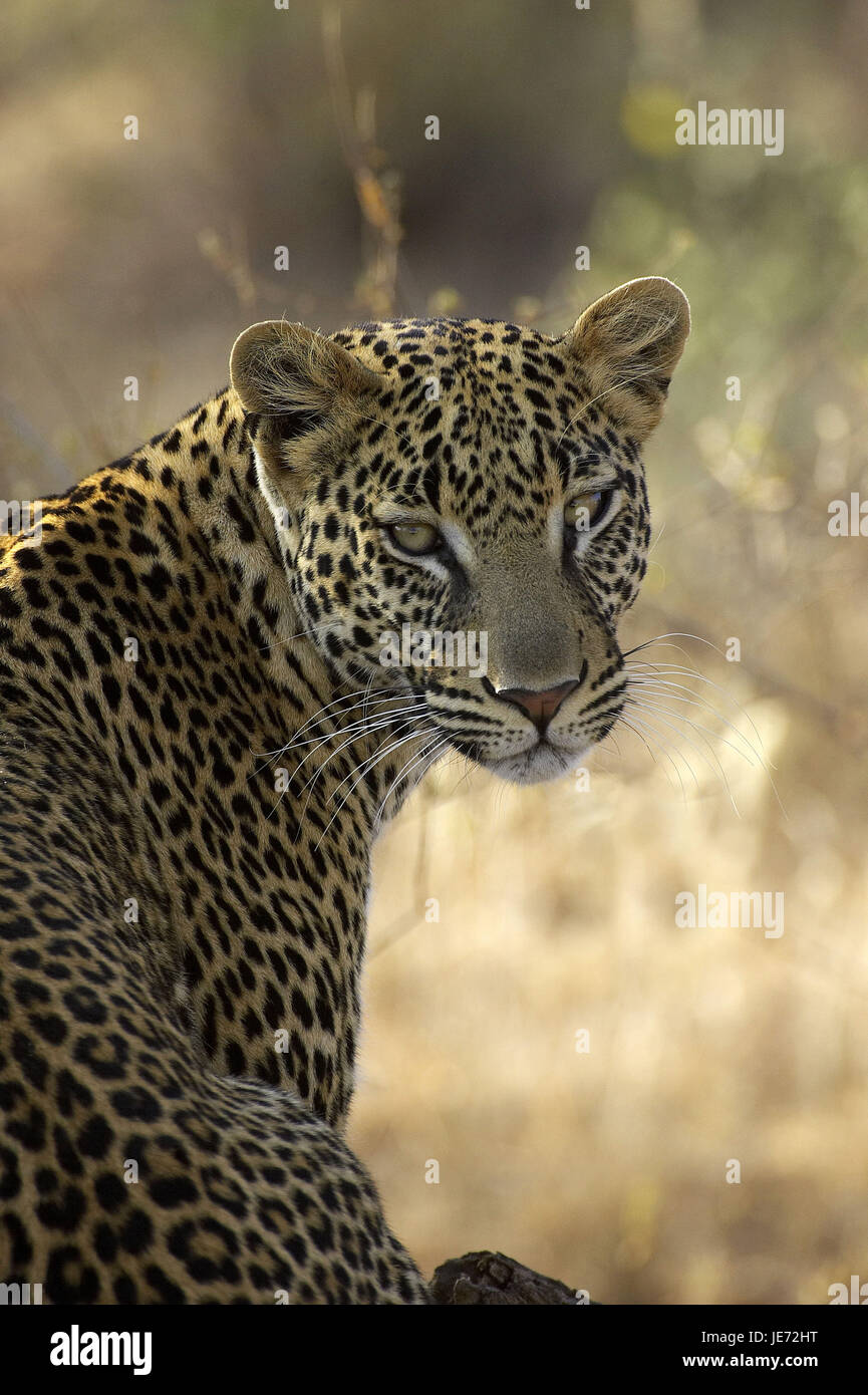 Léopard, Panthera pardus, animal adulte, portrait, parc de Masai Mara, Kenya, Banque D'Images