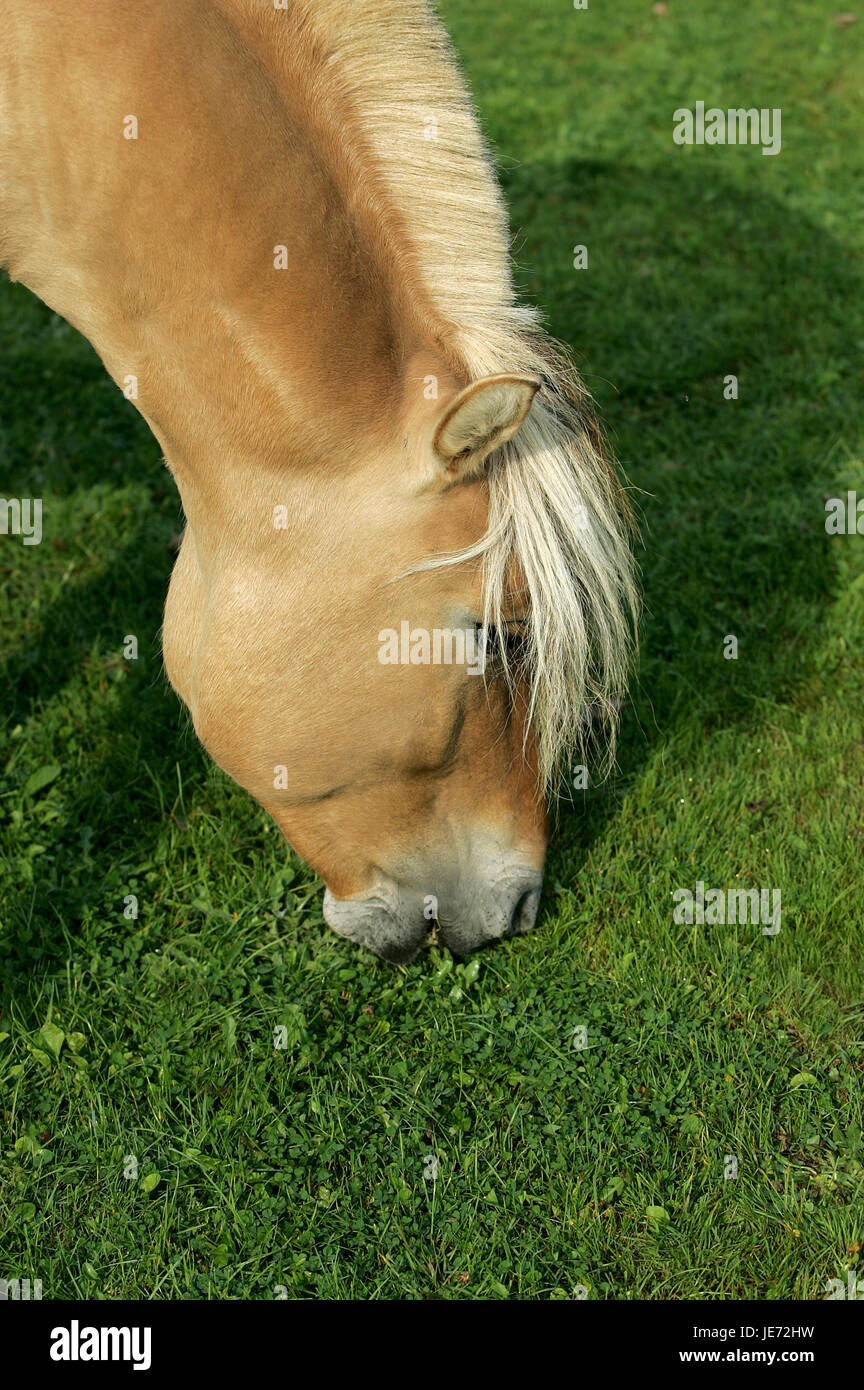 Norwegian fjord horse, étalon, manger, de l'herbe, Banque D'Images