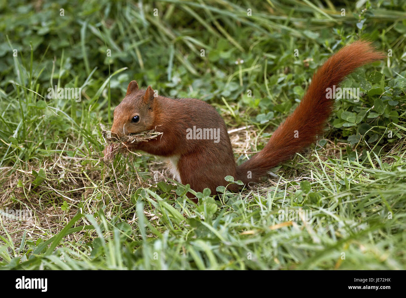Les Écureuils, Sciurus vulgaris, animal adulte, de l'herbe dans la bouche, la construction du nid, la Normandie, Banque D'Images