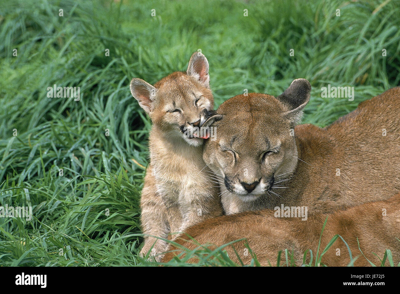 Puma, Puma concolor, jeune animal, fuite, mère, animal Banque D'Images