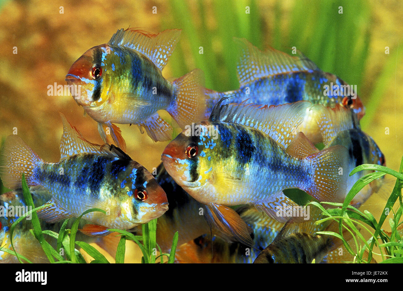 Couleur du papillon perchoirs, Mikrogeophagus ramirezi, poissons d'aquarium, Banque D'Images
