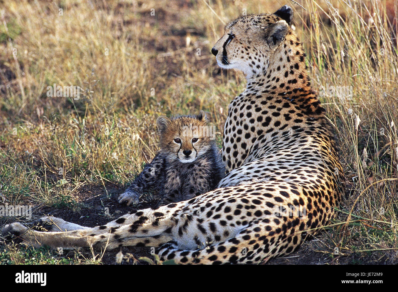 Le guépard, Acinonyx jubatus, les femmes, les jeunes, les animaux, le parc Masai Mara Banque D'Images