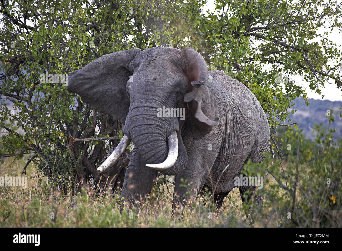 L'éléphant d'Afrique, Loxodonta africana, solitaire, peu d'hommes, parc de Masai Mara, Kenya, Banque D'Images