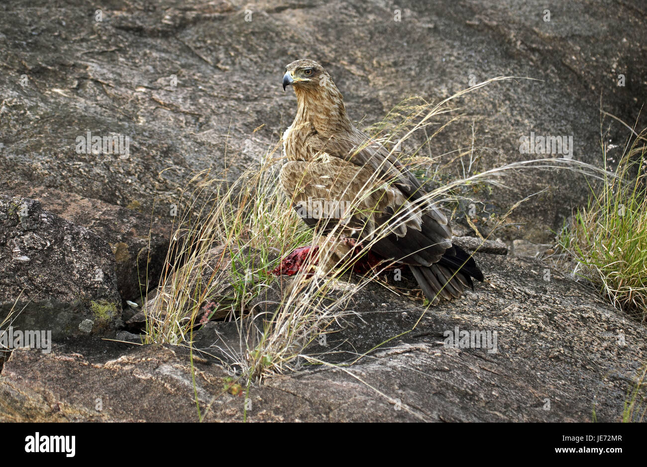 Les prédateurs de la savane, needlemaker ou eagle Aquila rapax, animal adulte, proie, parc de Masai Mara, Kenya, Banque D'Images