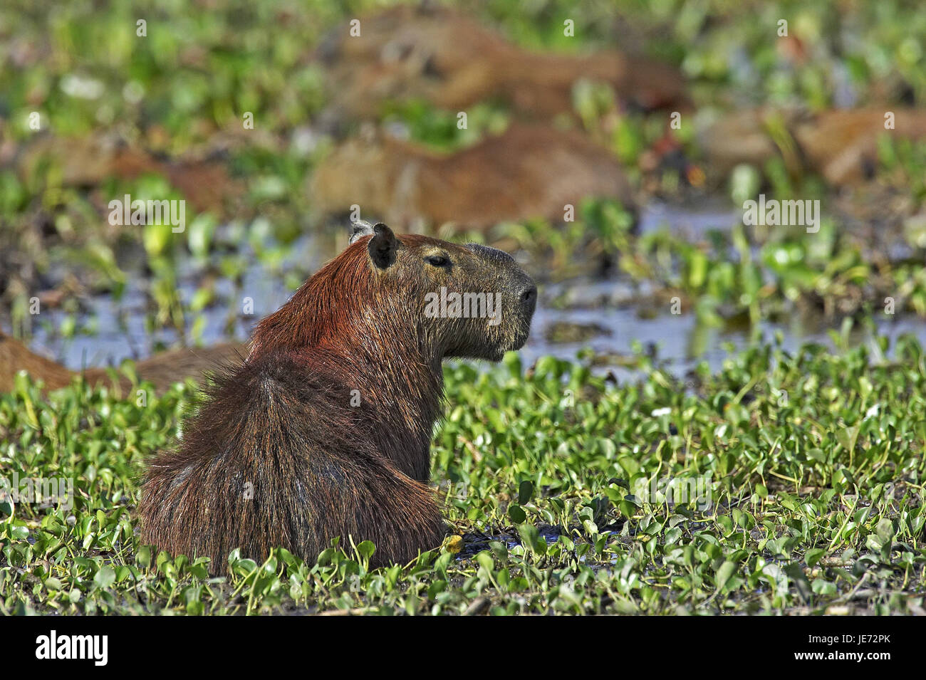 Capybara ou eau cochon, Hydrochoerus hydrochaeris, le monde plus grand rongeur, animal adulte, stand, marsh, batch Lianos, Venezuela, Banque D'Images
