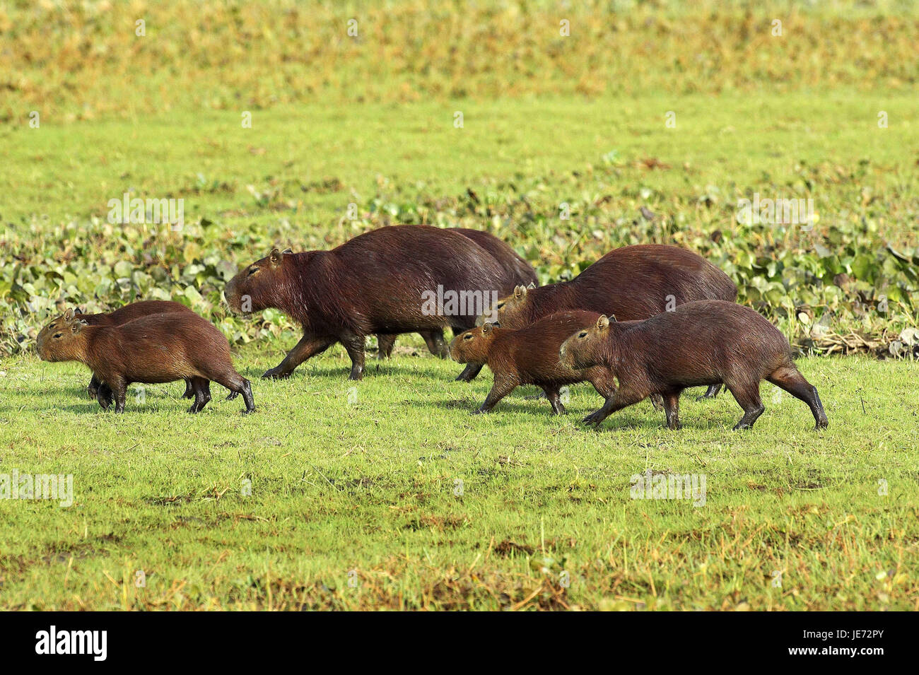 Capybara ou eau cochon, Hydrochoerus hydrochaeris, le monde plus grand rongeur, Lianos, Venezuela, lot Banque D'Images